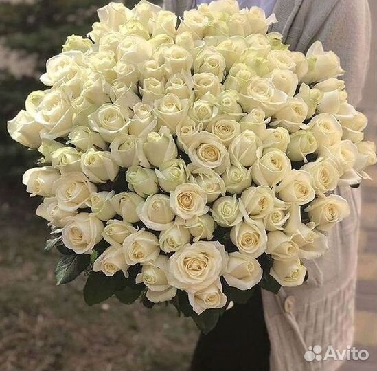 101 роза цветы букеты доставка 25 51 101 роза