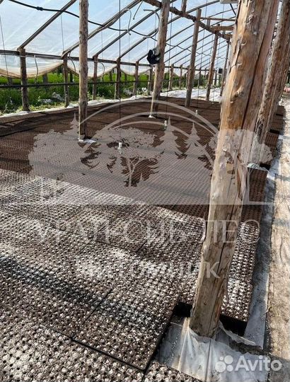 Голубая ель с зкс сеянцы