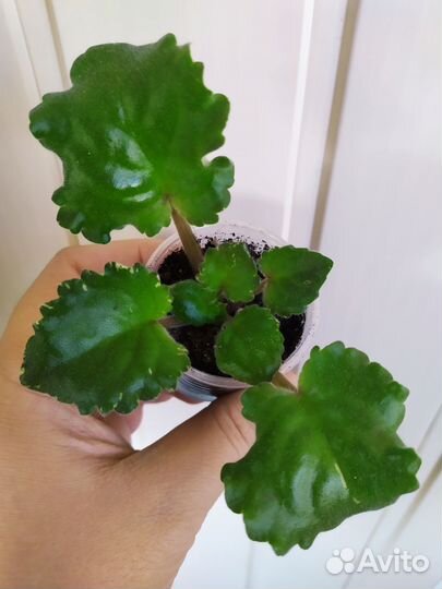 Фиалки (детки)