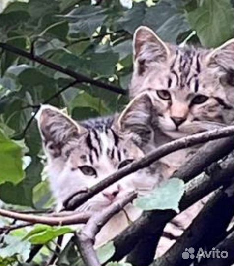 Котята