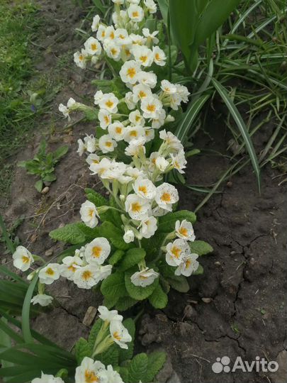 Первоцветы