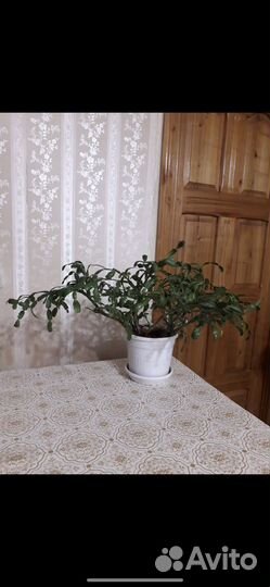 Цветок декабрист