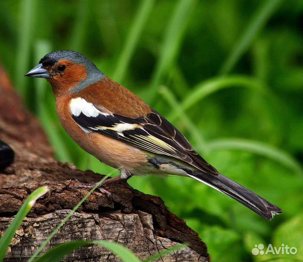 Все виды певчих птиц