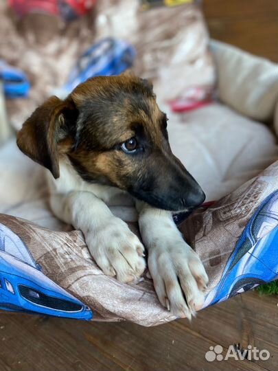 Щенок мальчик помесь курцхаара