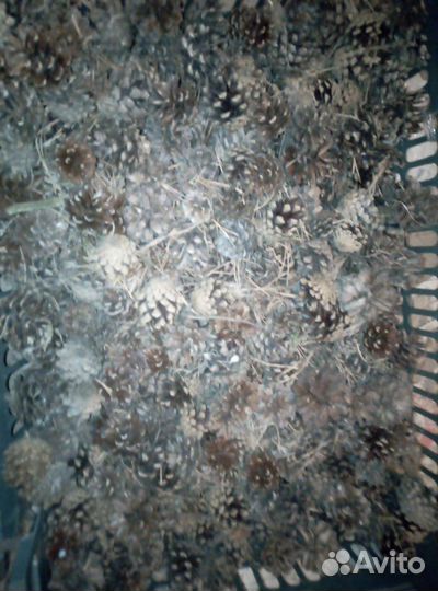 Шишки сосновые