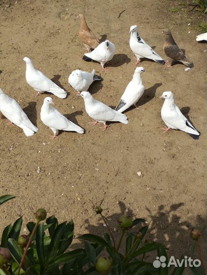 Бойные голуби