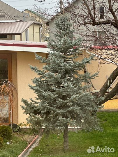 Ель голубая 3,5 м