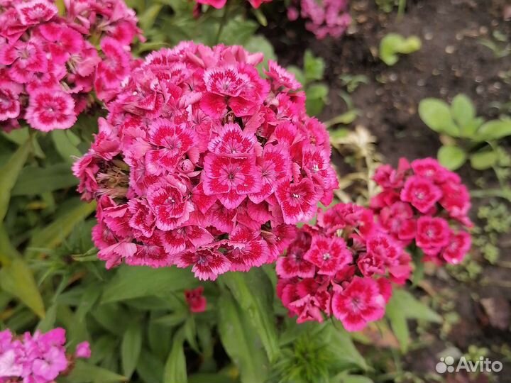 Вербена турецкая гвоздика