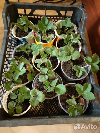 Саженцы клубники в стаканчиках