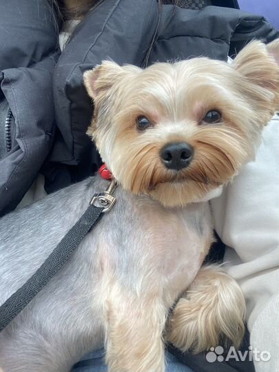 Йоркширский терьер вязка