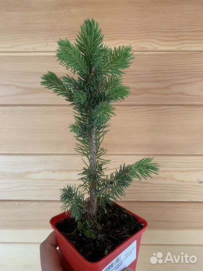 Ель Супер Блю Сидлинг