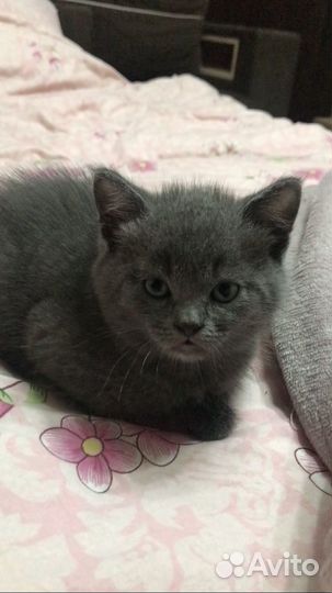 Британские котята