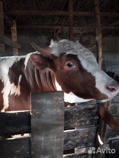 Бык Сементал