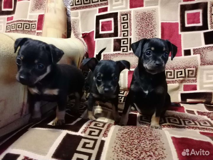 Мини той-терьер щенки