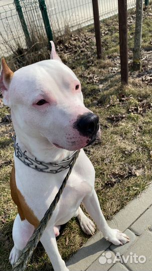 Питбуль вязка