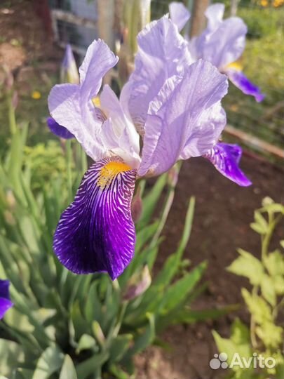 Цветы ирисы