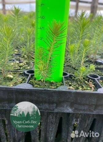 Сеянцы зкс Сосна окс Ель Лиственница Горная