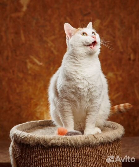 Кот Гена в добрые руки