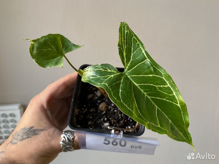 Сингониум голден венейшн