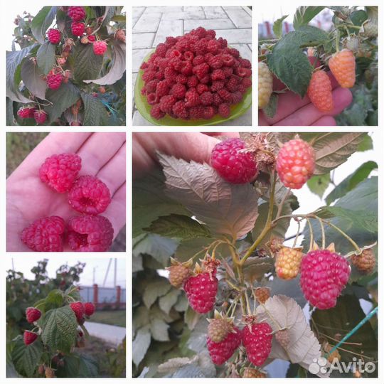 Ремонтантная малина