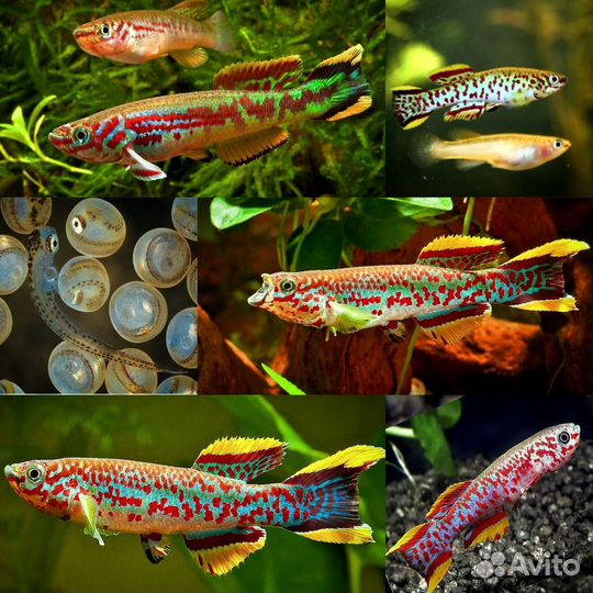 Продаю аквариумную рыбу