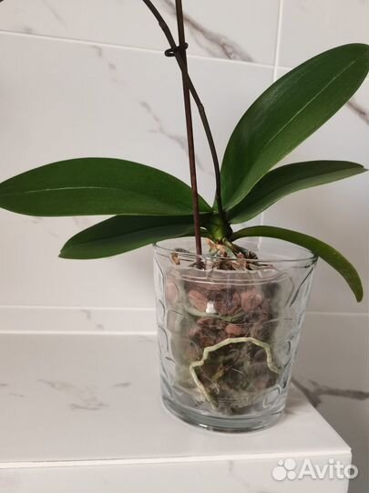 Кашпо стеклянное