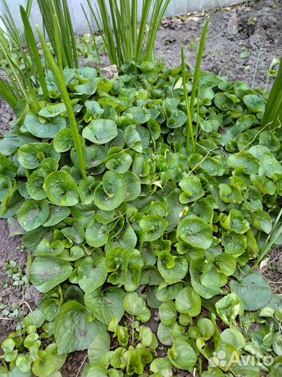 Сныть Вариегата, птицемлечник, маргаритки