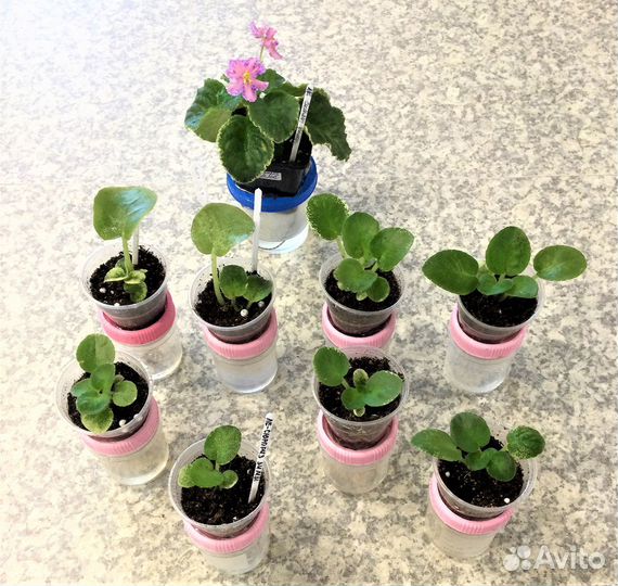 Детки сортовых фиалок