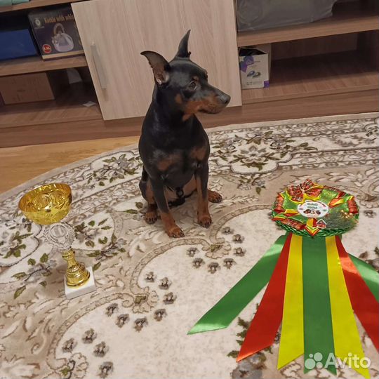 Цвергпинчер вязка