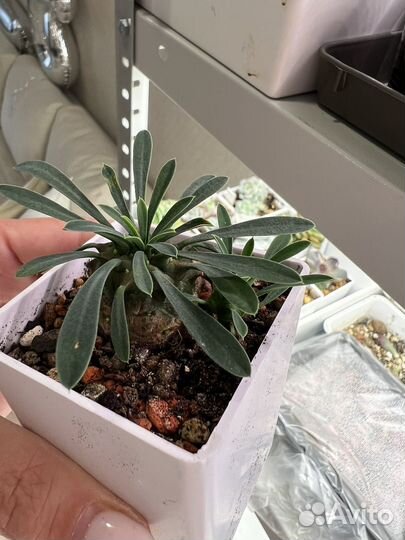 Флорариум суккуленты