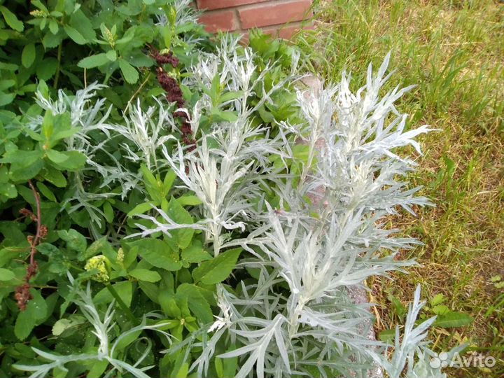 Многолетники и кусты