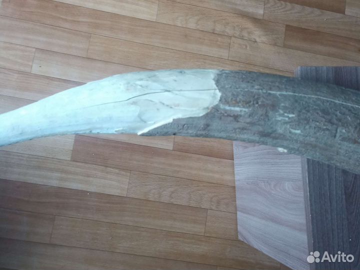 Бивень мамонта