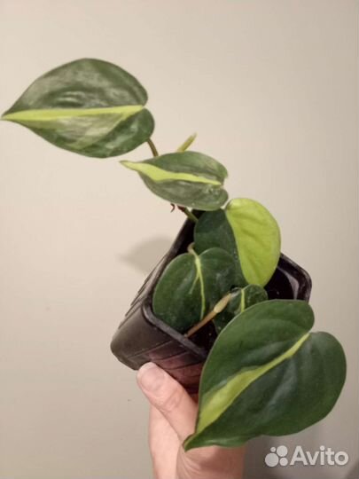 Сциндапсус Бразил, монстера Манкис, бегония