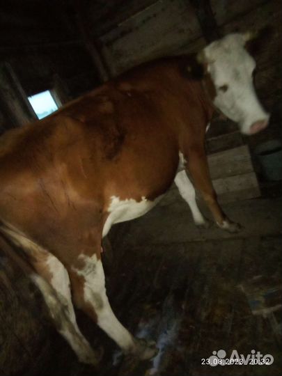 Корова дойная