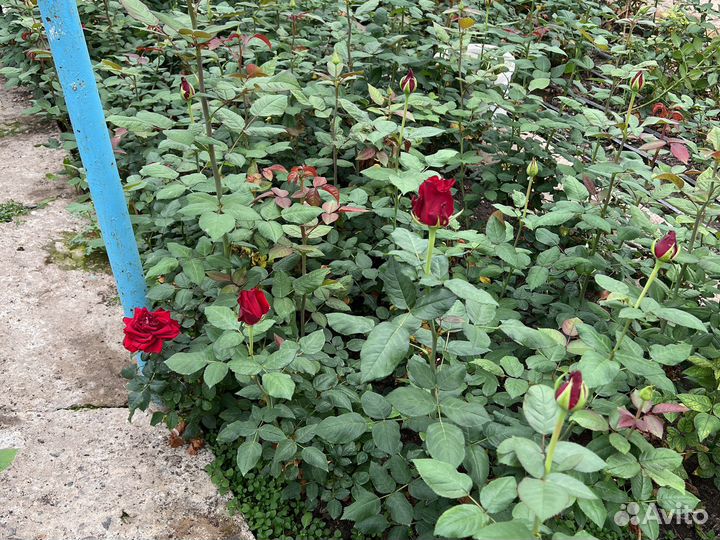 Кусты роз и персиковые деревья