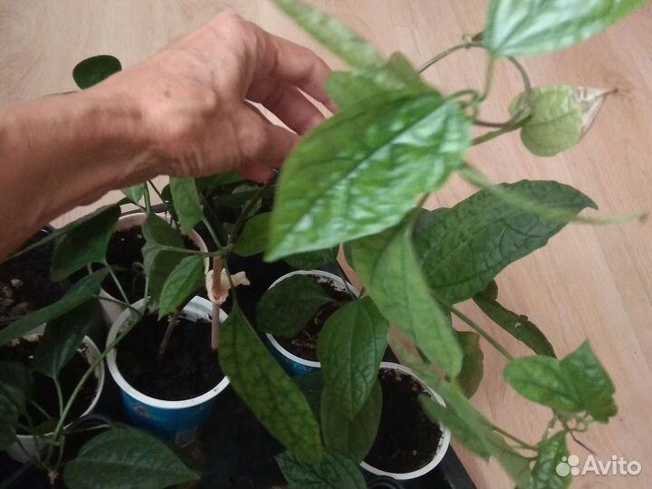 Комнатный цветок Любви и счастья