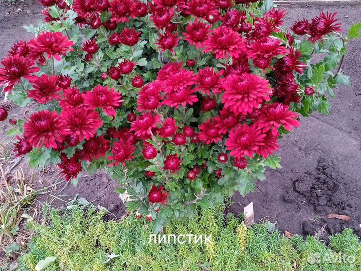 Хризантема Липстик