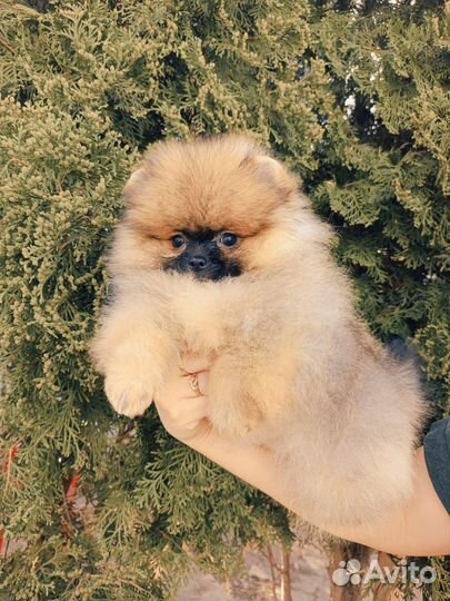 Супер мишки