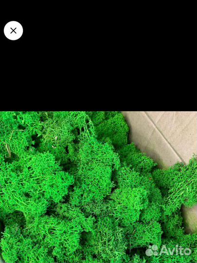 Мох стабилизированный 2 сорт