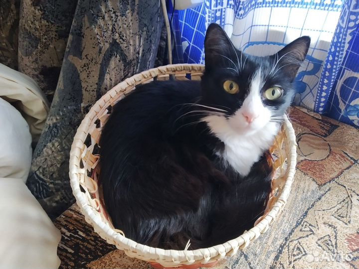 Передержка животных (кроме собак)