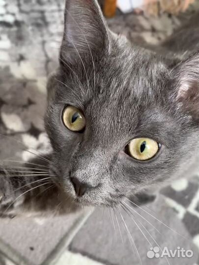 Котята русская голубая бесплатно