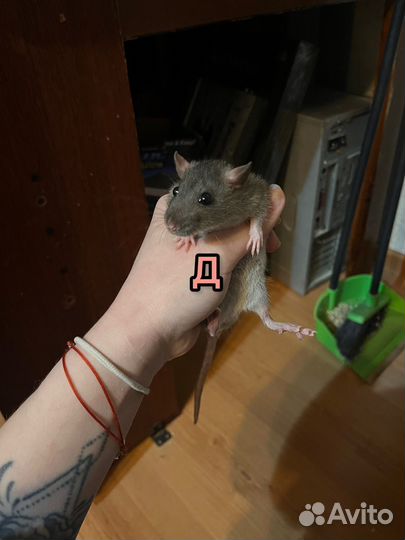 Крыса крысята крыски