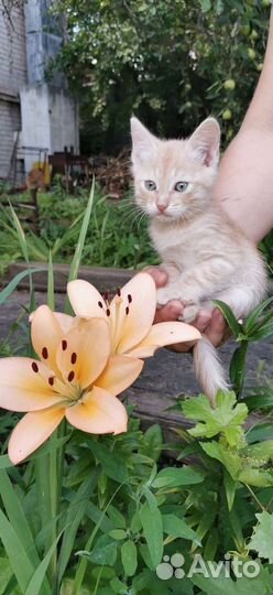 Котенок. Мальчик. В добрые руки