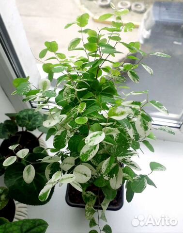 Брейния снежная