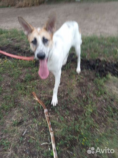 Фокстерьер