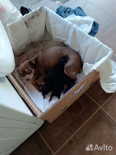 Собаки щенки