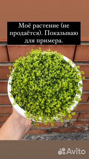 Солейролия (жёлтая)