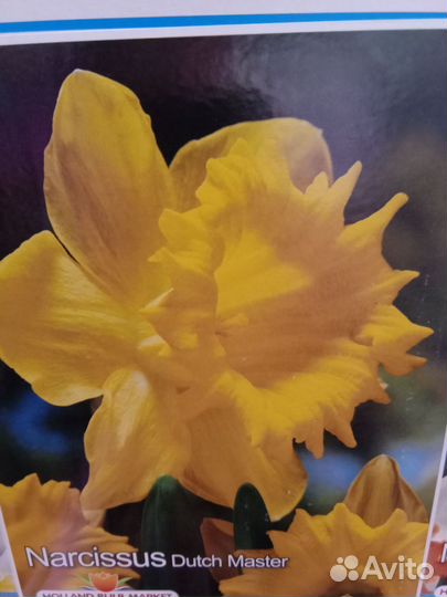Луковицы нарциссов