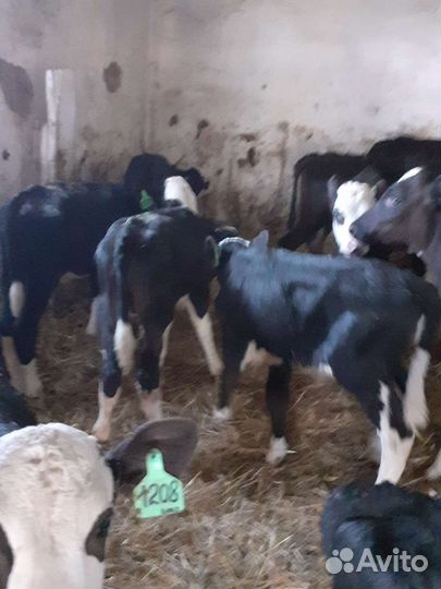 Телята бычки