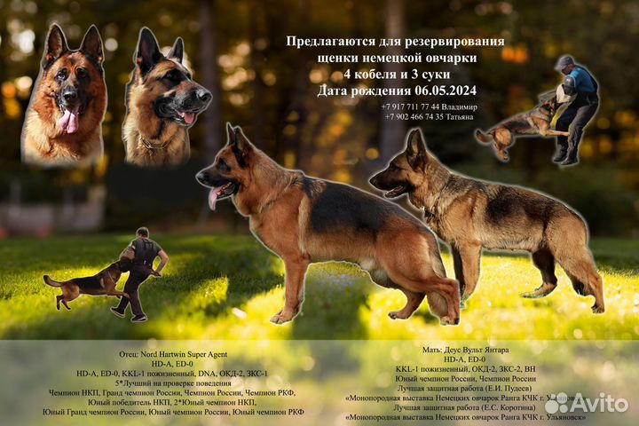Щенок немецкой овчарки